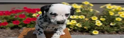 Dalmatian dogs for sale: Callie - Ad 5