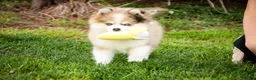 Pomsky dogs for sale: Sebastian - Ad 7