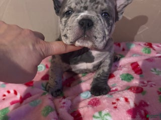 American Bully dogs American Bully Puppy 9 - Ad 23