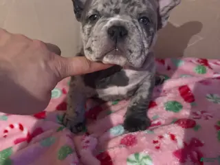 American Bully dogs American Bully Puppy 9 - Ad 21