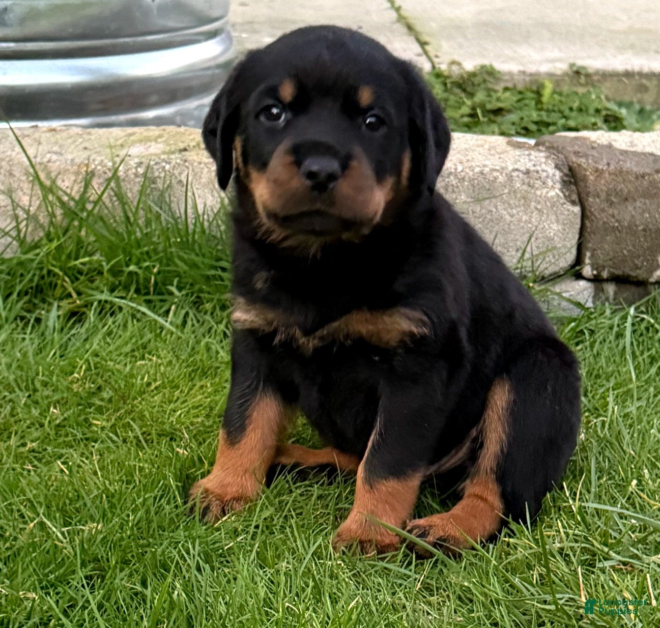 Rottweiler dogs Championship Bloodline Boy 1 - Ad 2
