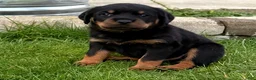 Rottweiler dogs for sale: Championship Bloodline Boy 1 - Ad 2