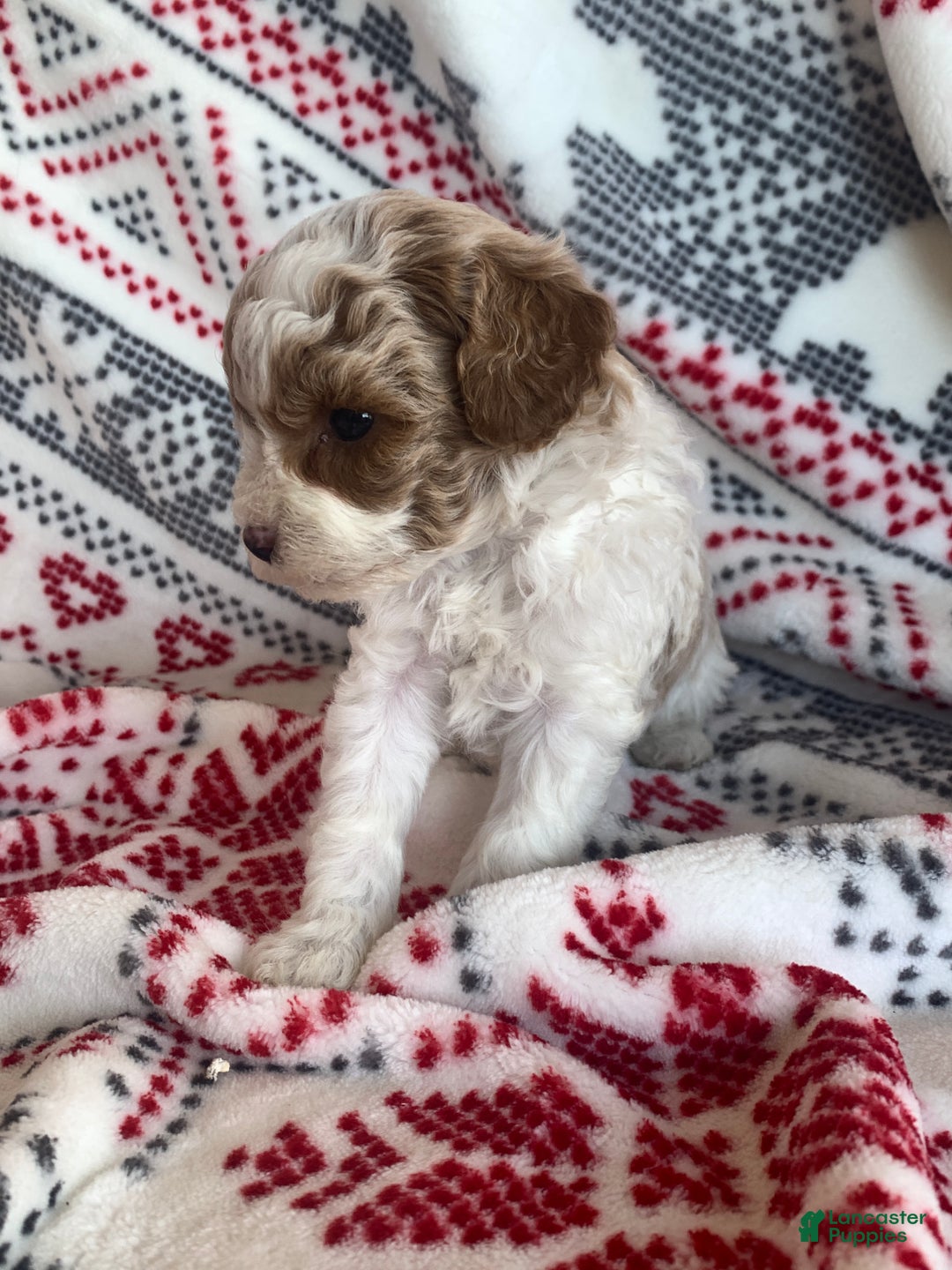 Cavapoo dogs for sale: Frost - Ad 2