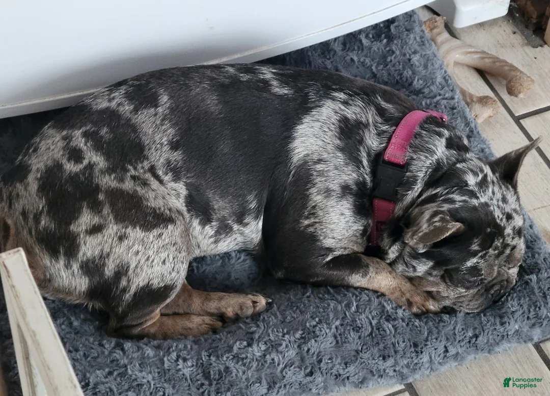 French Bulldog dogs for sale: Waffle  - Ad 2