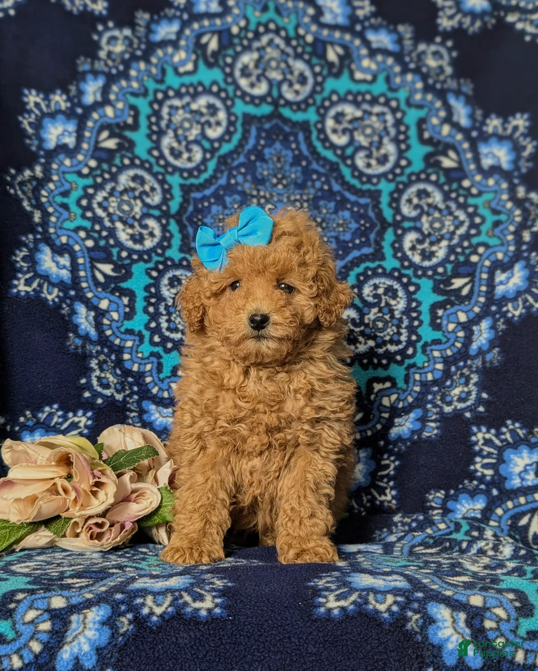 Toy Poodle dogs for sale: Ilyse 8 lbs Full Grown - Ad 4