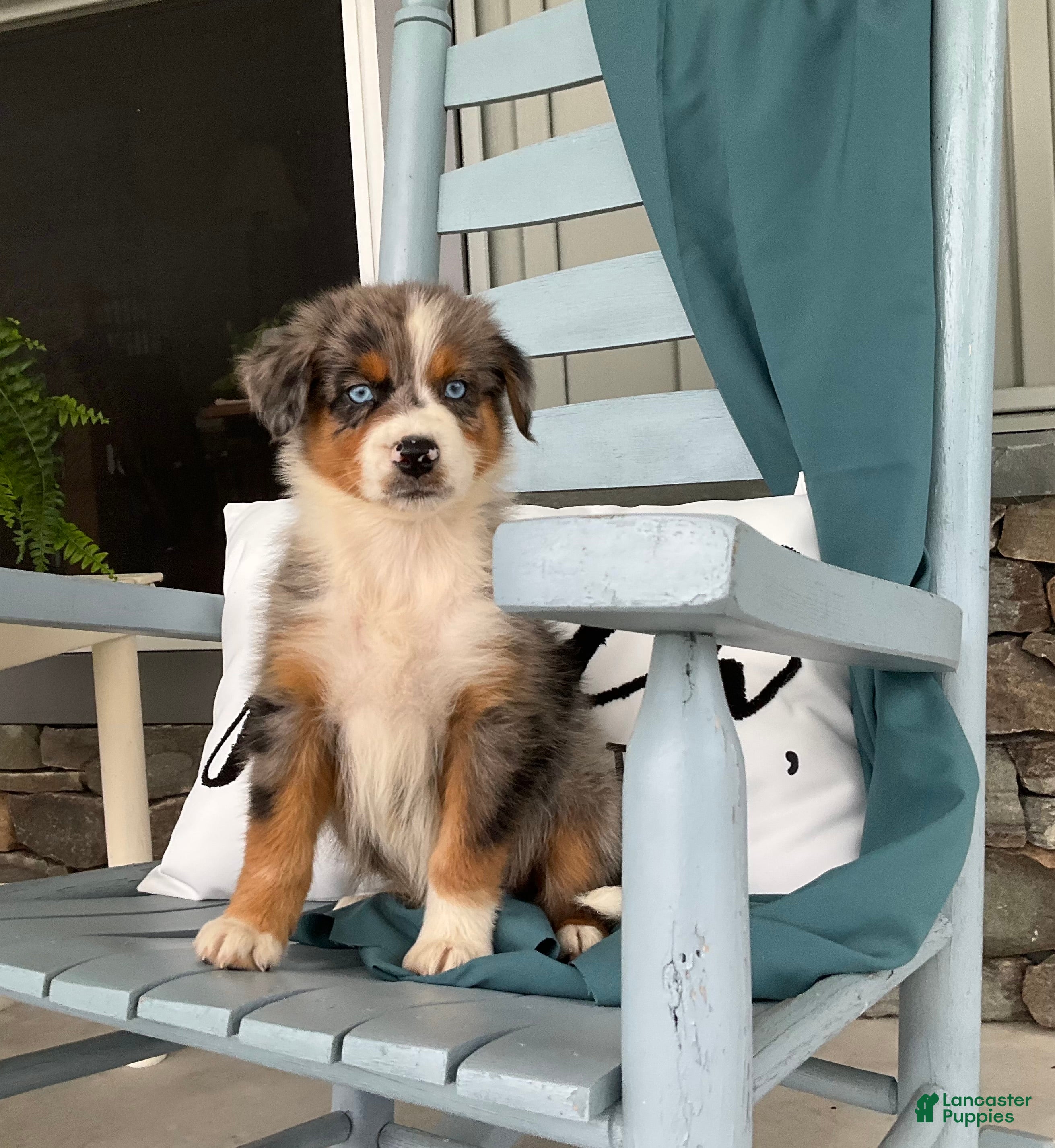 Australian Shepherd dogs  Zayne - Ad 1