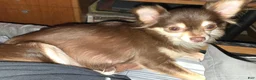 Chihuahua dogs for sale: Long Hair Merle girl - Ad 4