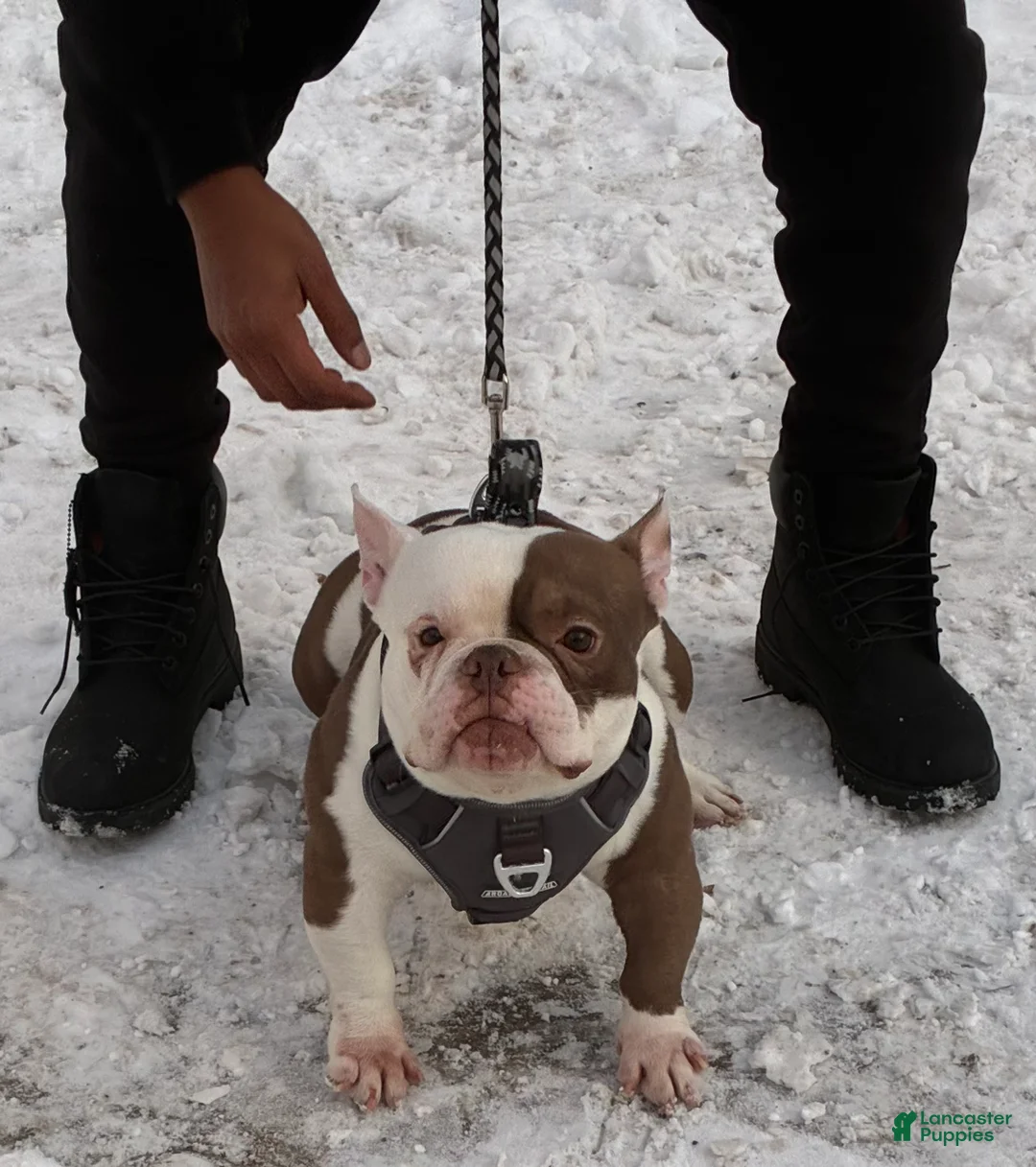 American Bully dogs for stud: AVAILABLE 🧬💉💦🐶 - Ad 2