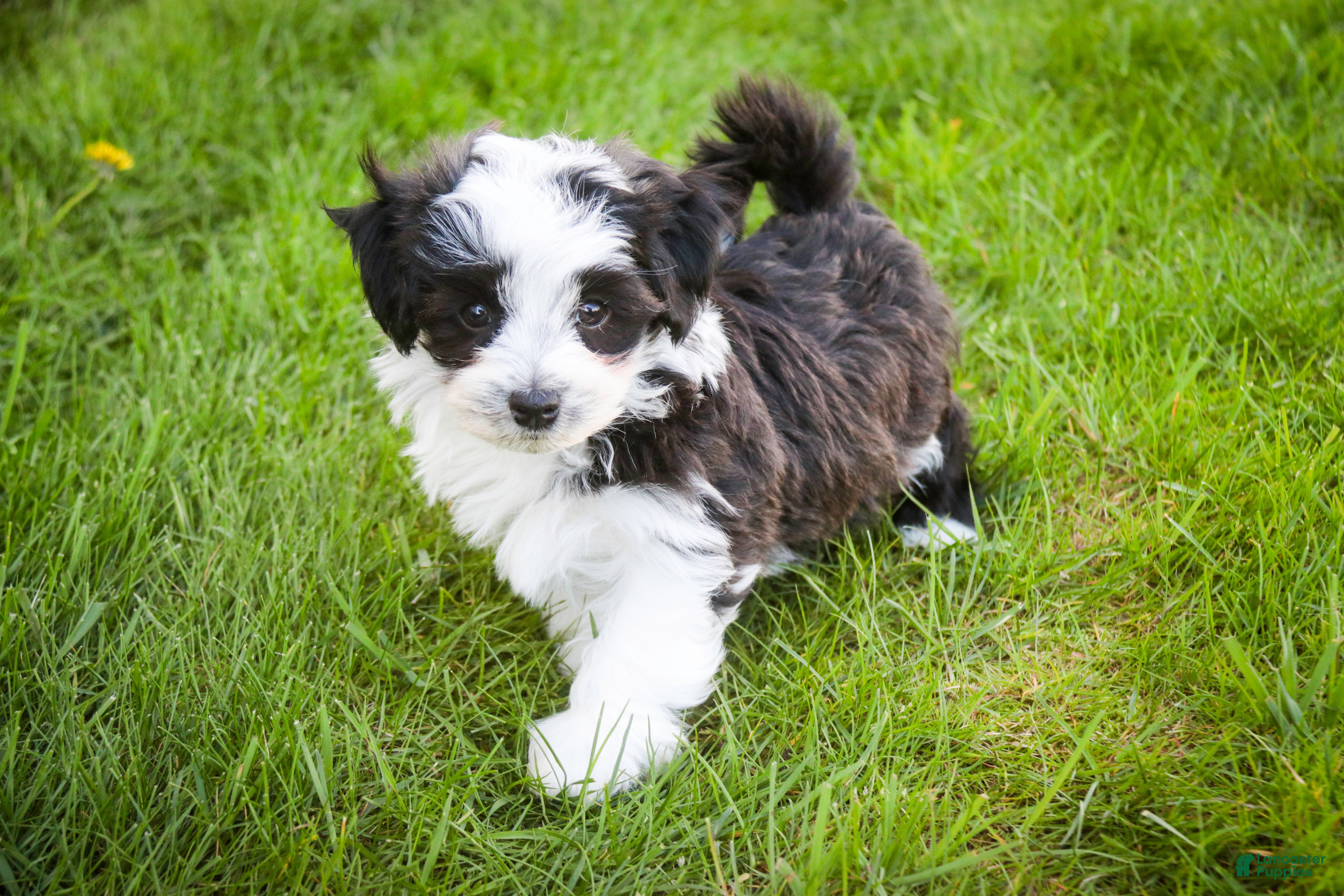 Havanese dogs for sale: Princeton - Ad 3