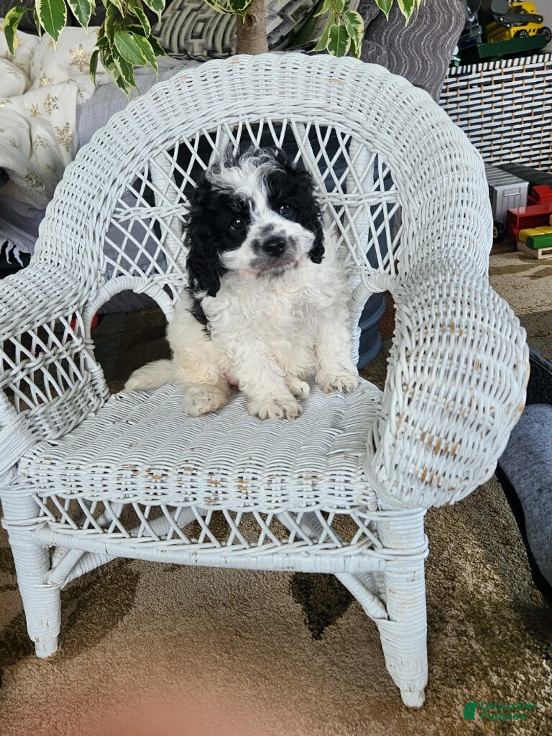 Cavapoo dogs for sale: Glitter - Ad 6