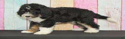 Bernedoodle dogs for sale: Bernedoodle 4 - Ad 4