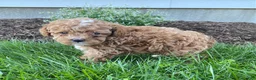 Toy Poodle dogs for sale: Freddy- small - Ad 4