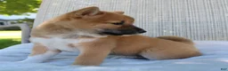 Shiba Inu dogs for sale: Luna - Ad 6