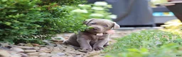 Labrador Retriever dogs for sale: Clover - Ad 4