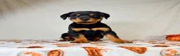 Rottweiler dogs for sale: AKC Duchess - Ad 4