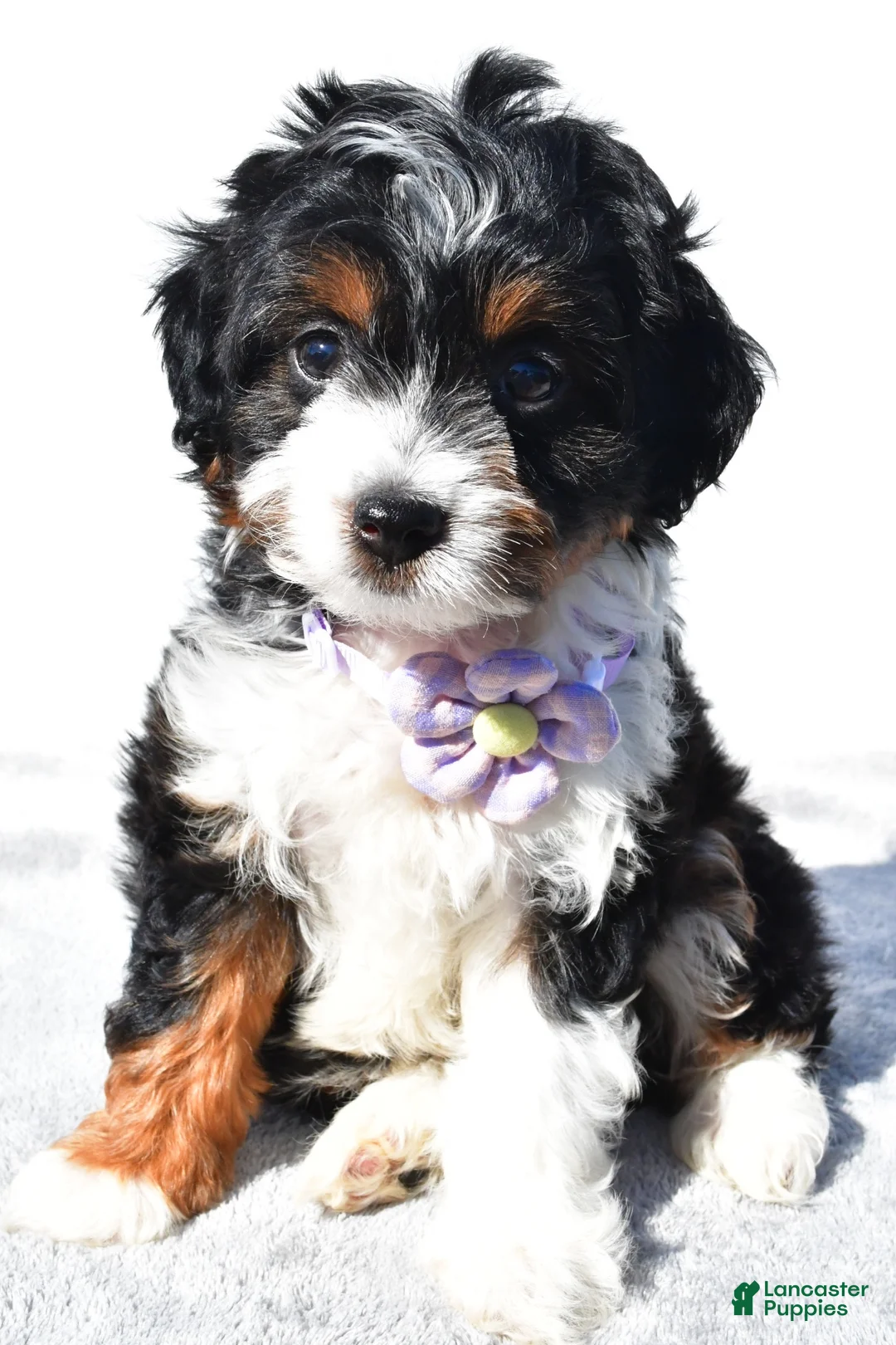 Mini Aussiedoodle dogs for sale: Yvonne  - Ad 1