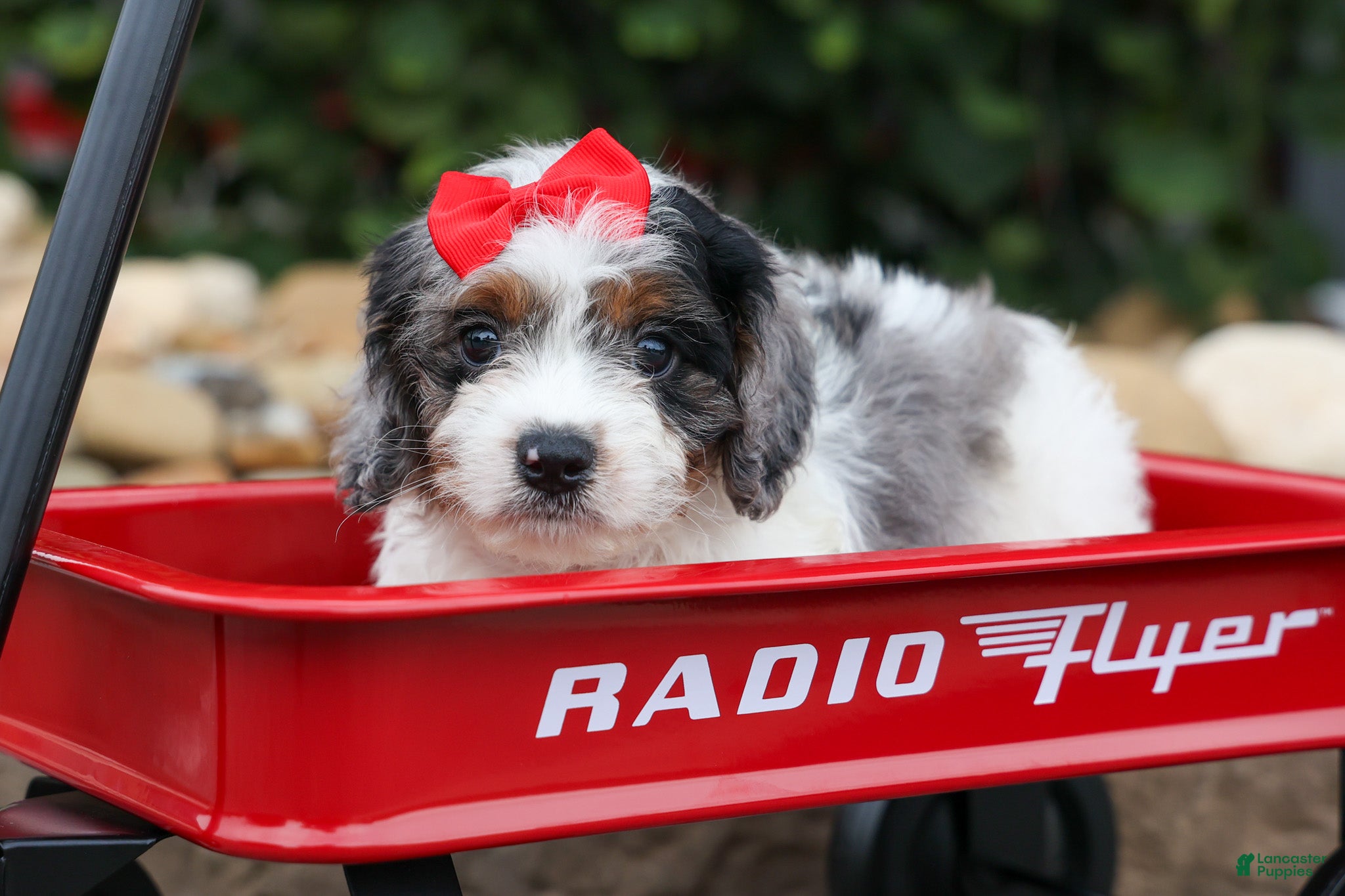 Cavapoo dogs Prince💙 - Ad 1