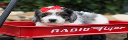 Cavapoo dogs for sale: Prince💙 - Ad 8