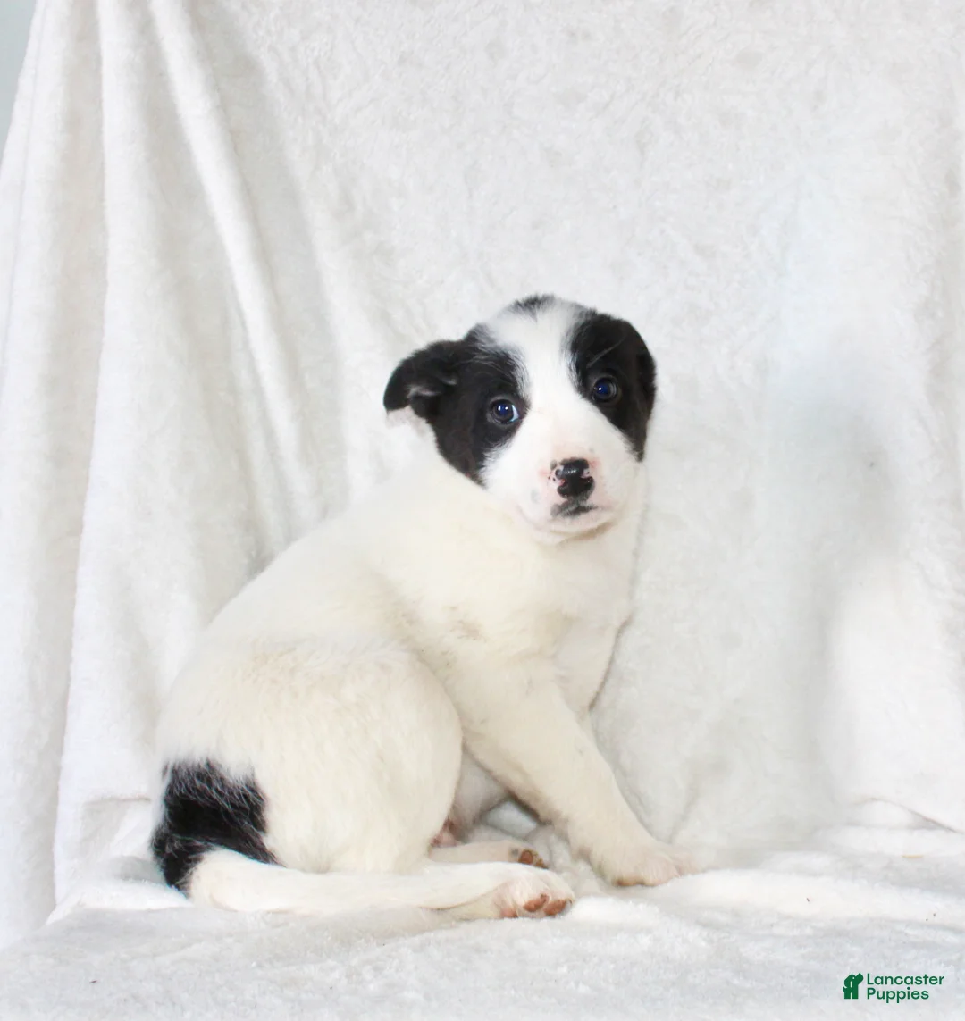 Mixed Breed dogs for sale: Oscar  - Ad 4