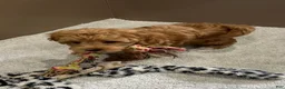 Goldendoodle dogs for sale: Daisy - Ad 5