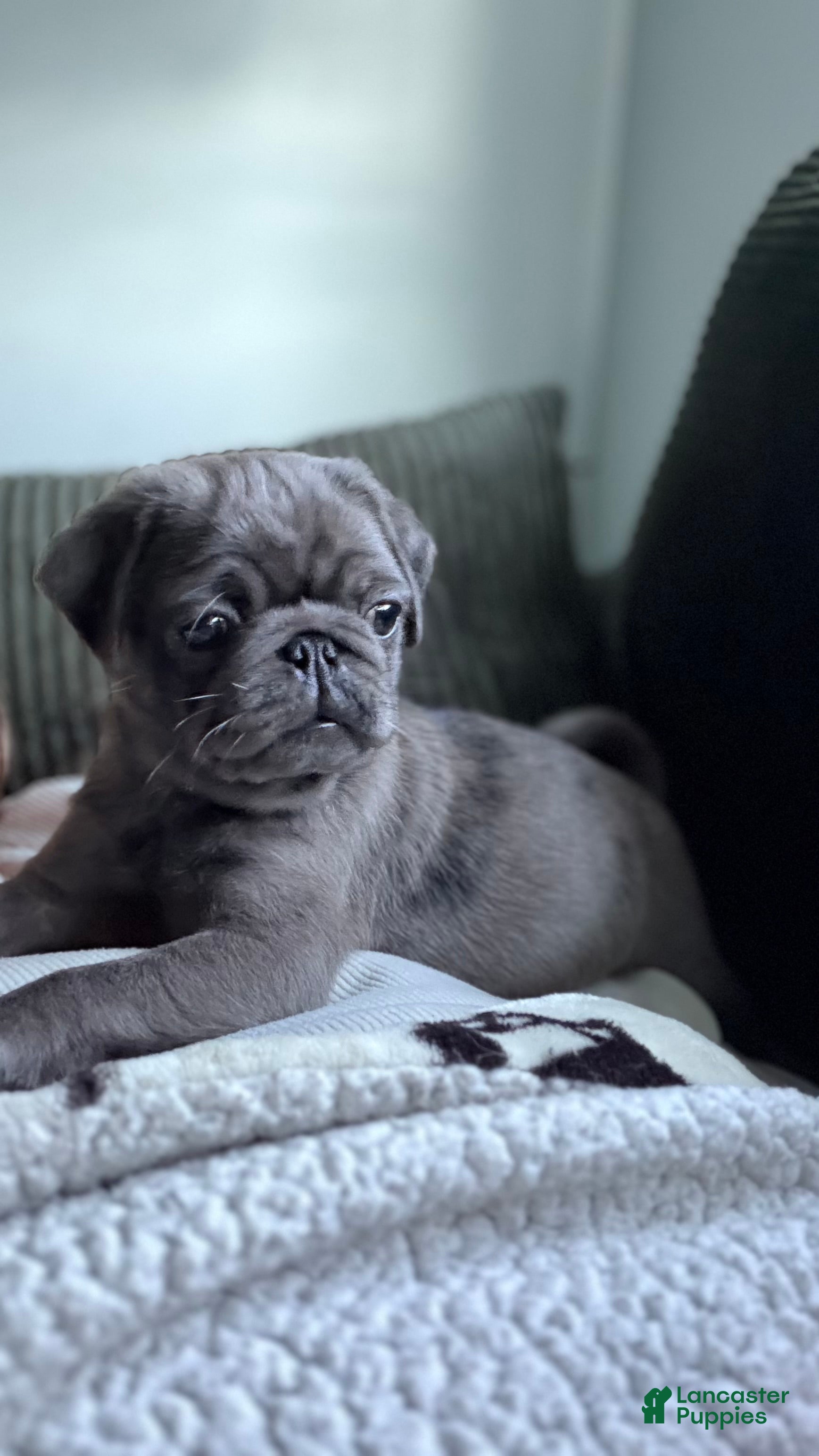 Pug dogs Lollipop - Ad 1