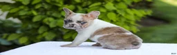 French Bulldog dogs for sale: Copper - Ad 15