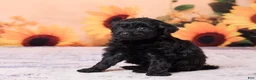 Mini Aussiedoodle dogs for sale: Allie - Ad 2