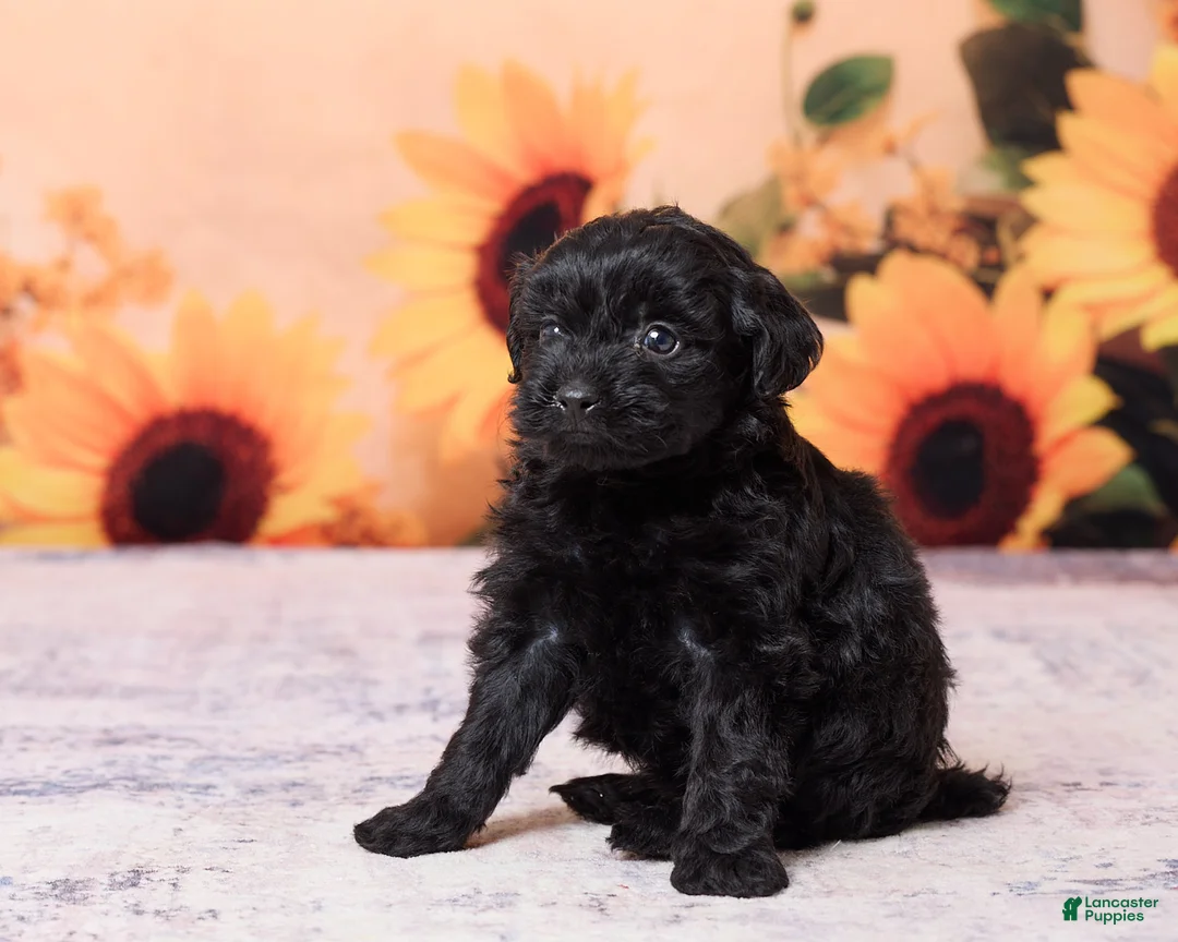 Mini Aussiedoodle dogs for sale: Allie - Ad 2