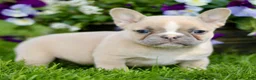 French Bulldog dogs for sale: Reba  - Ad 3
