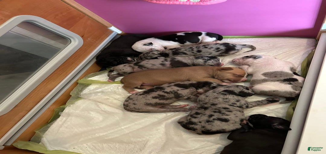 Gallery Image {{count}}