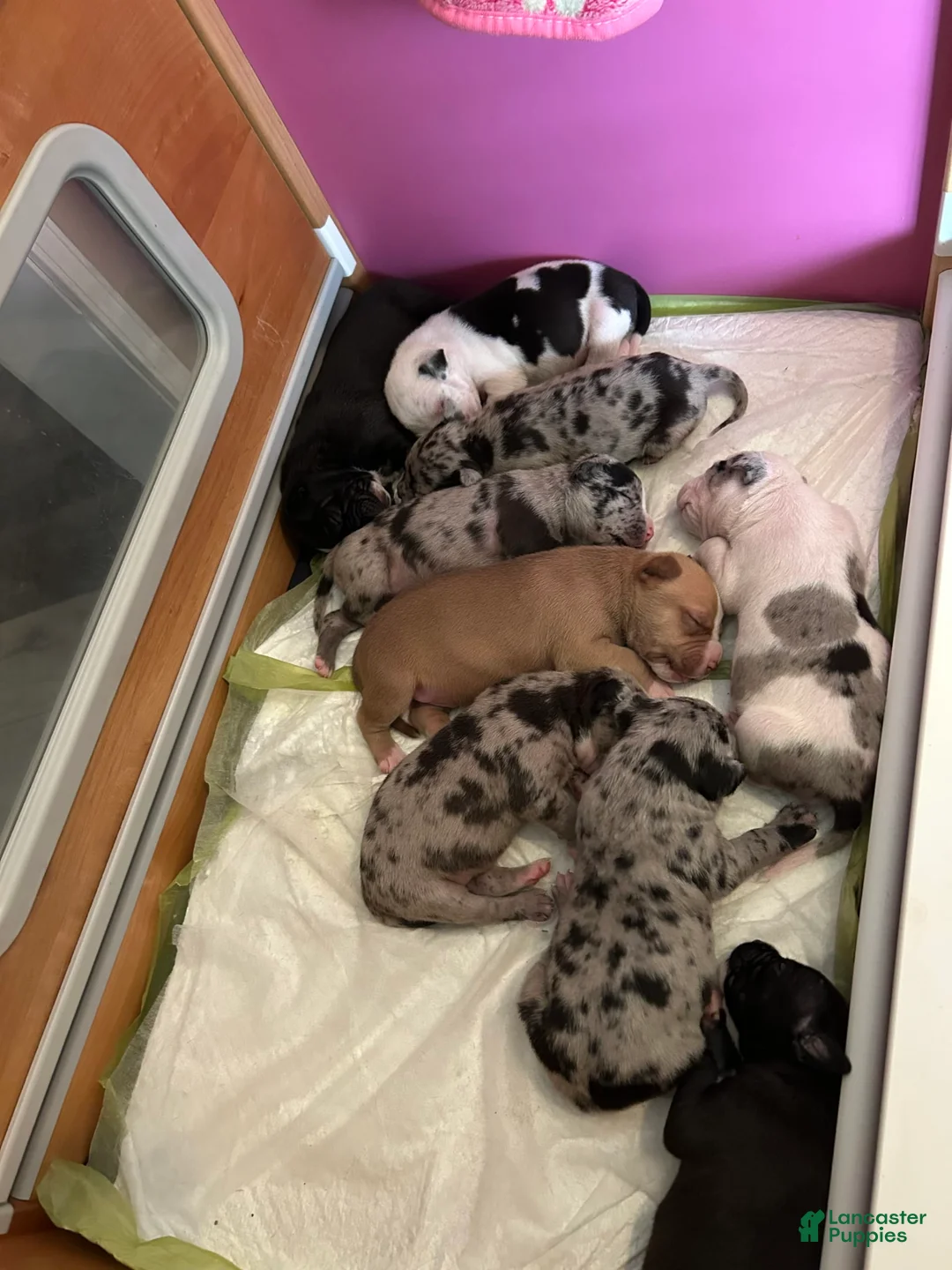 Gallery Image {{count}}