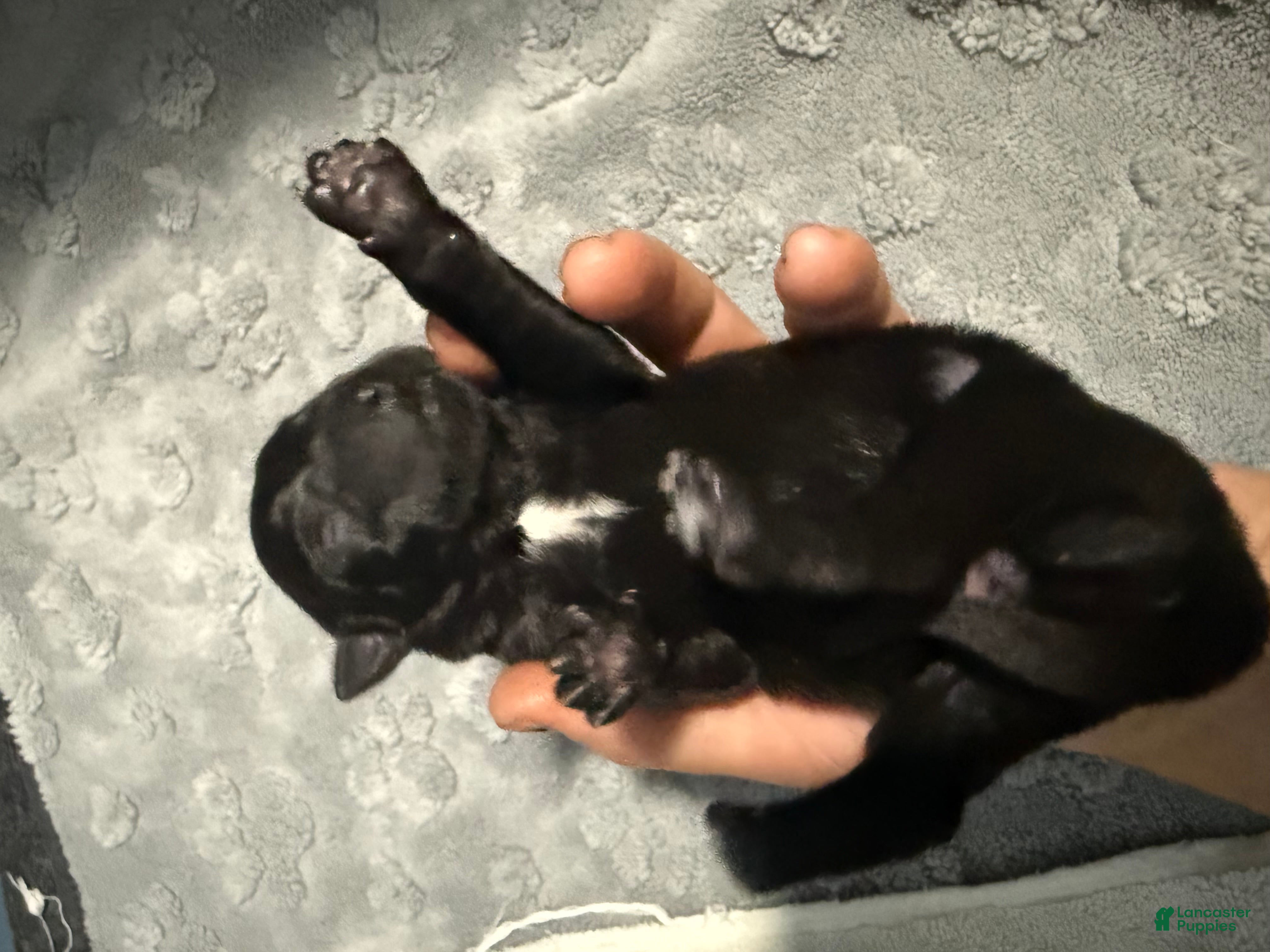 Belgian Malinois dogs for sale: Green Collar - Ad 2