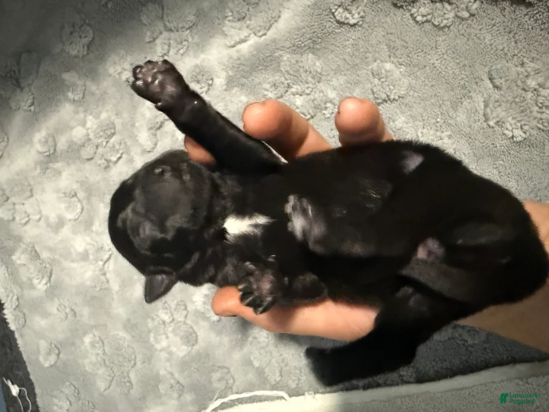 Belgian Malinois dogs for sale: Green Collar - Ad 2