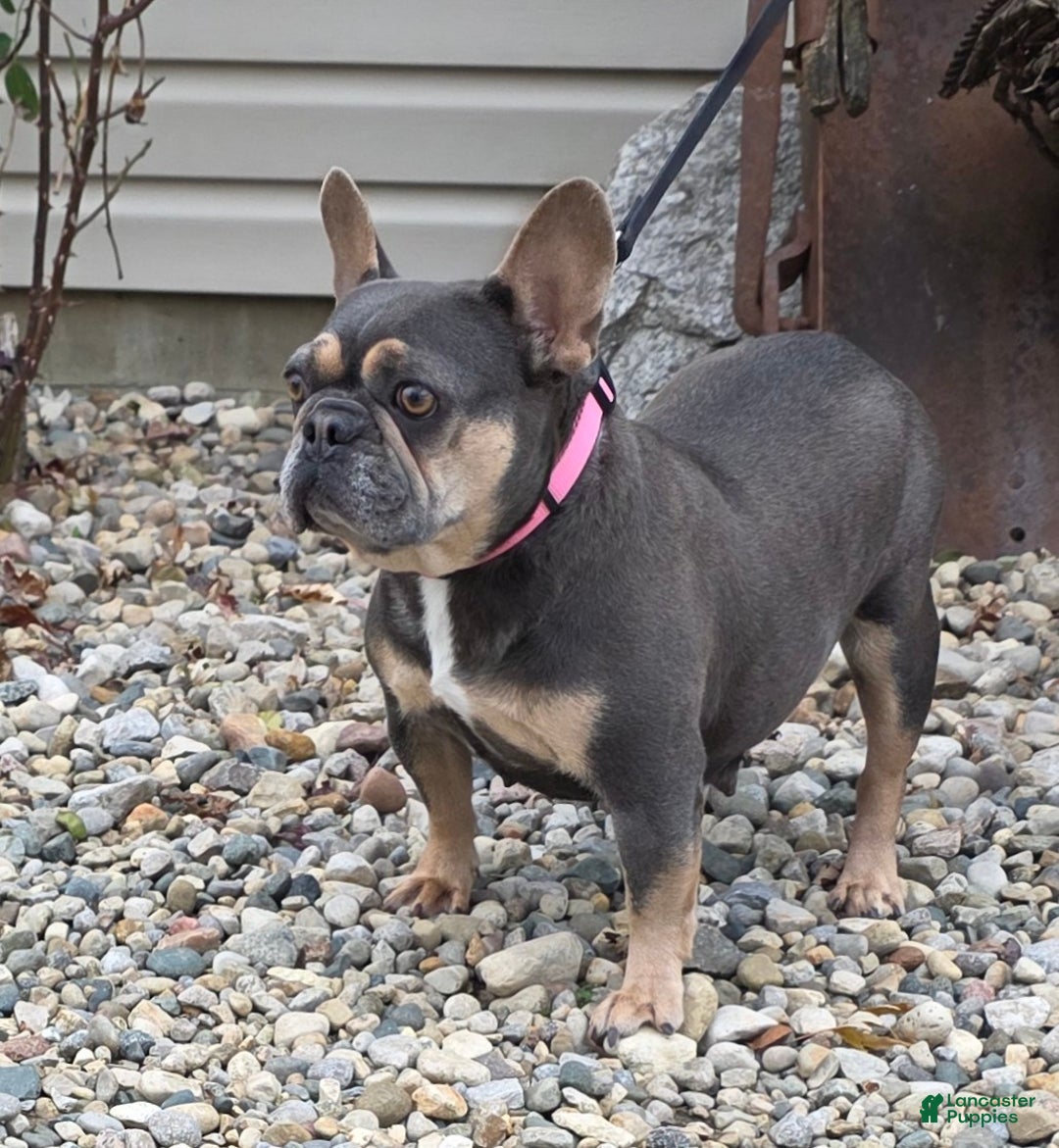 French Bulldog dogs for sale: Heather - Ad 5