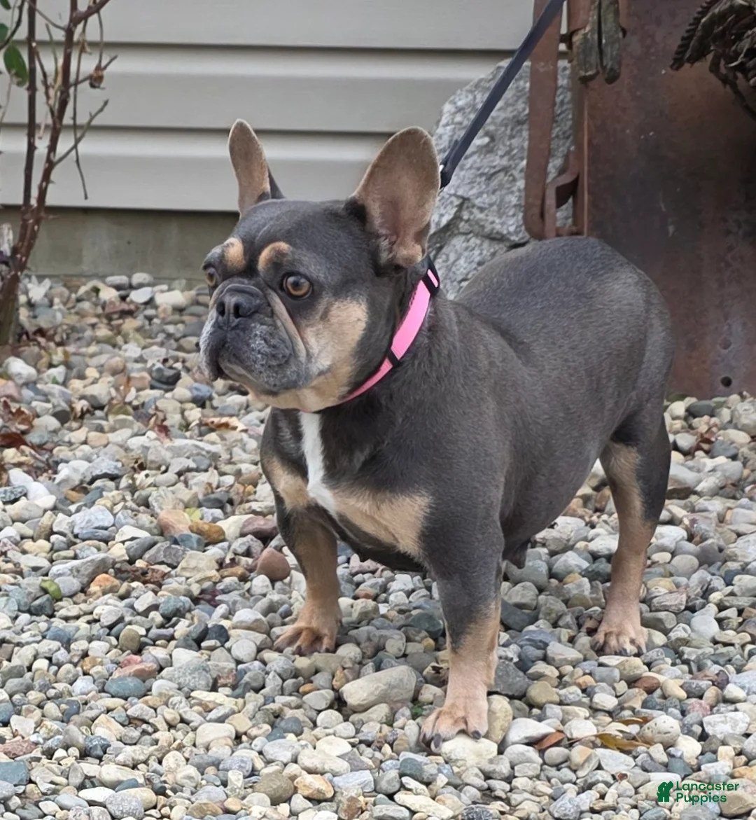 French Bulldog dogs for sale: Heather - Ad 6