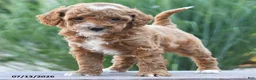 Miniature Poodle dogs for sale: Tiny Happy - Ad 4