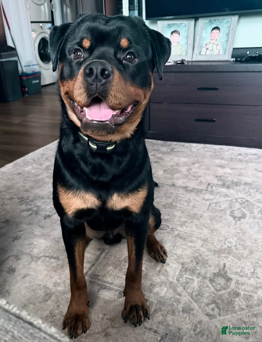 Rottweiler dogs for stud: Tank Smith II  - Ad 2
