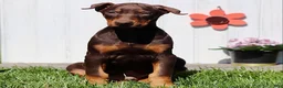 Doberman Pinscher dogs for sale: Captain - Ad 2