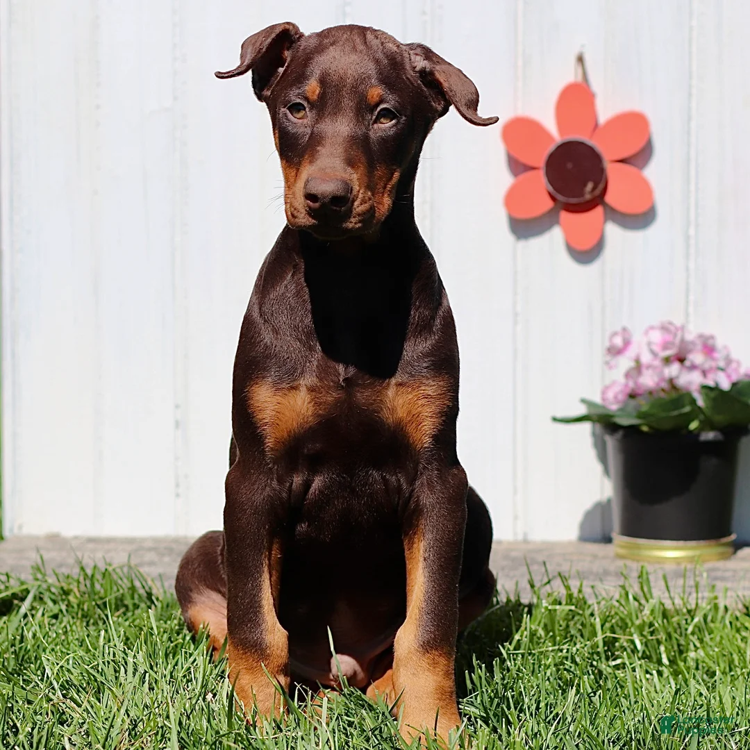 Doberman Pinscher dogs for sale: Captain - Ad 2