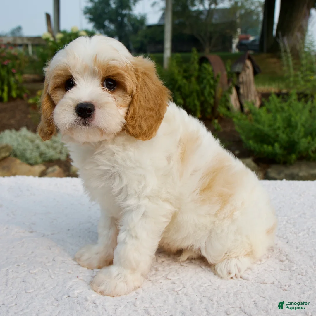 Cavapoo dogs for sale: Dakota - Ad 2