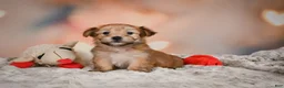 Morkie dogs for sale: Tilly - Ad 4