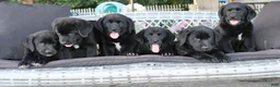 Labrador Retriever dogs for sale: Alex - Ad 7