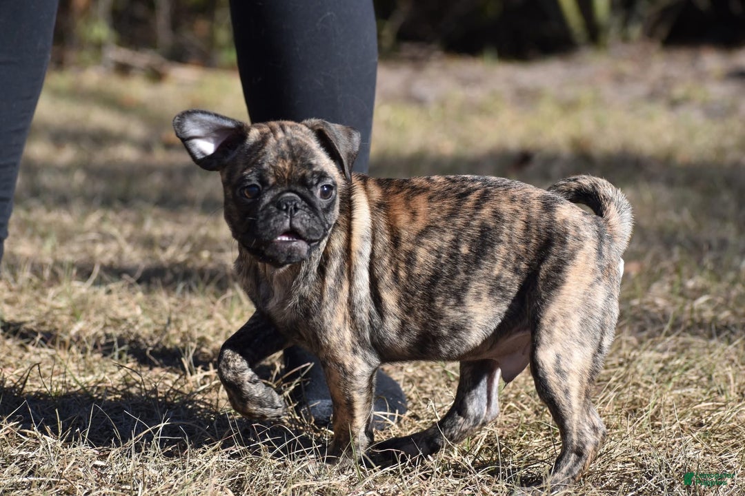 Pug dogs for sale: Pug Puppy Fuji - Ad 3