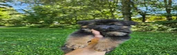 German Shepherd dogs for sale: Roxie  - Ad 8