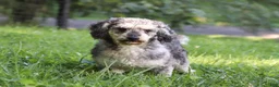 Miniature Poodle dogs for sale: Blake - Ad 10