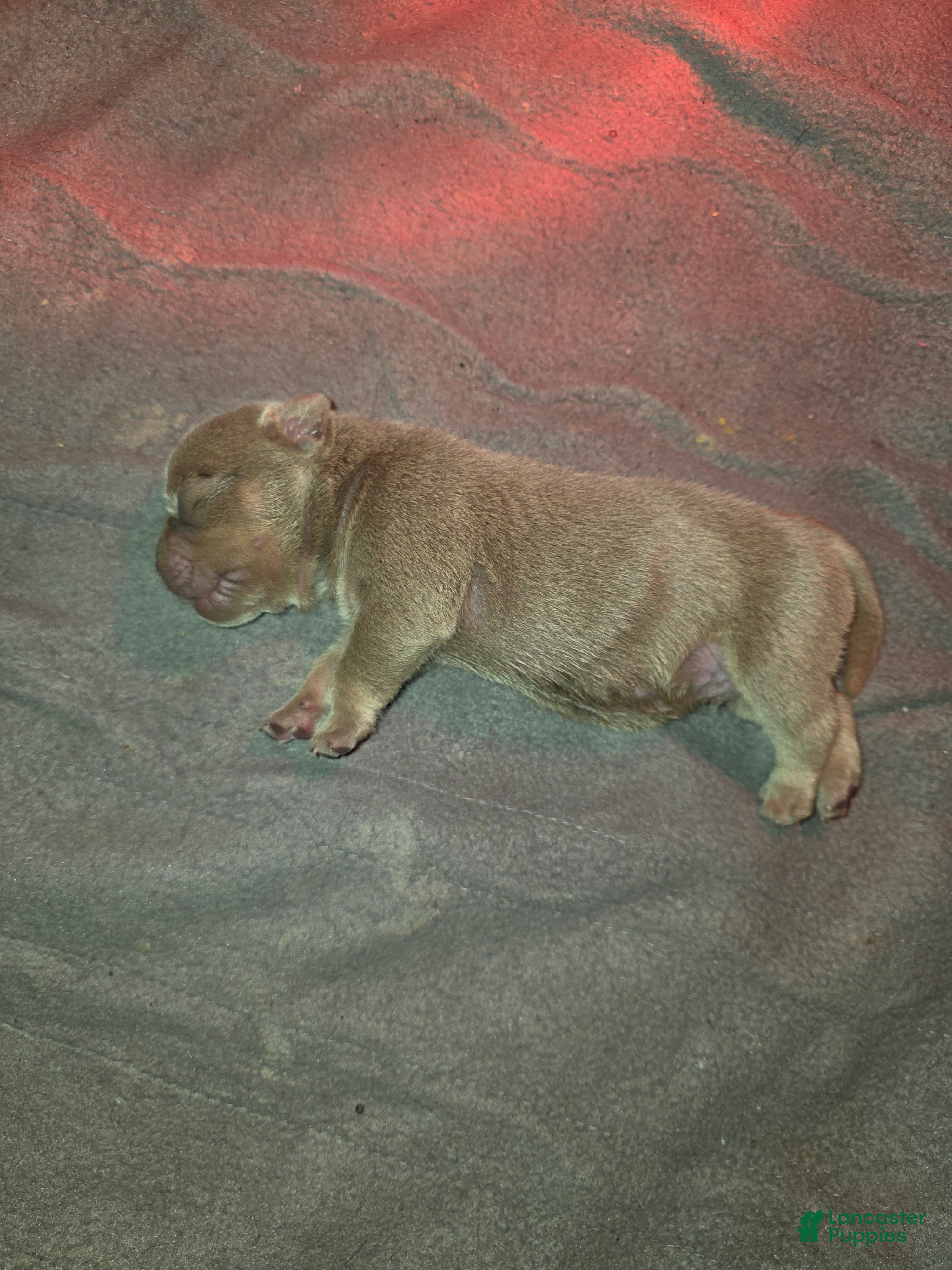 American Bully dogs for sale: American Bully 2 - Ad 1