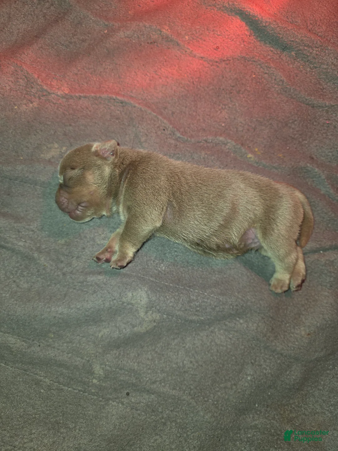 American Bully dogs for sale: American Bully 2 - Ad 1