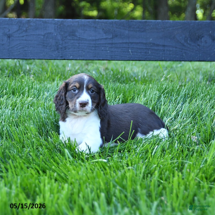 English Springer Spaniel dogs Gracie - Ad 2