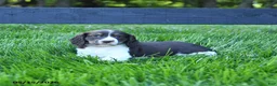 English Springer Spaniel dogs for sale: Gracie - Ad 2