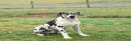 Great Dane dogs for sale: Archie  - Ad 5